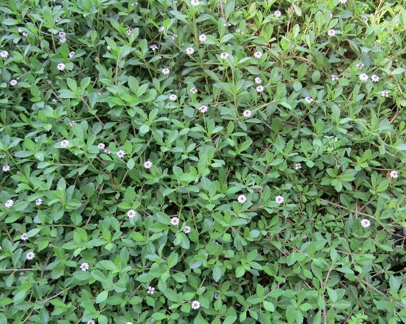 planta con pequenas florecitas de color blanco