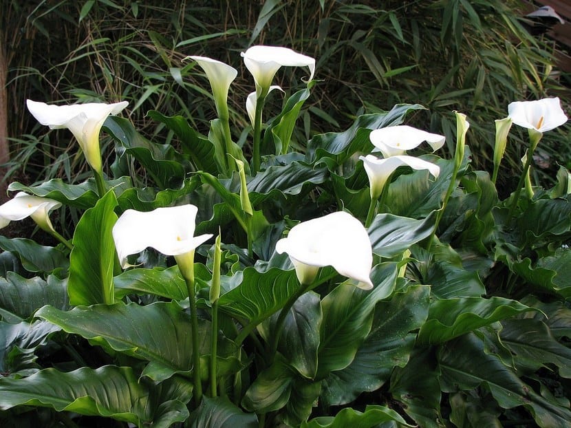 Lirio de agua en flor