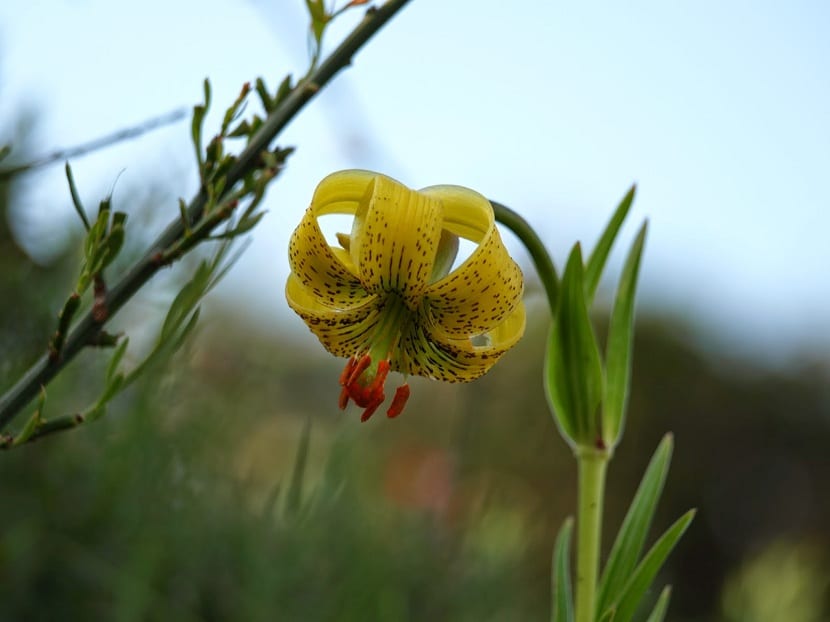 Lirio de los Pirineos