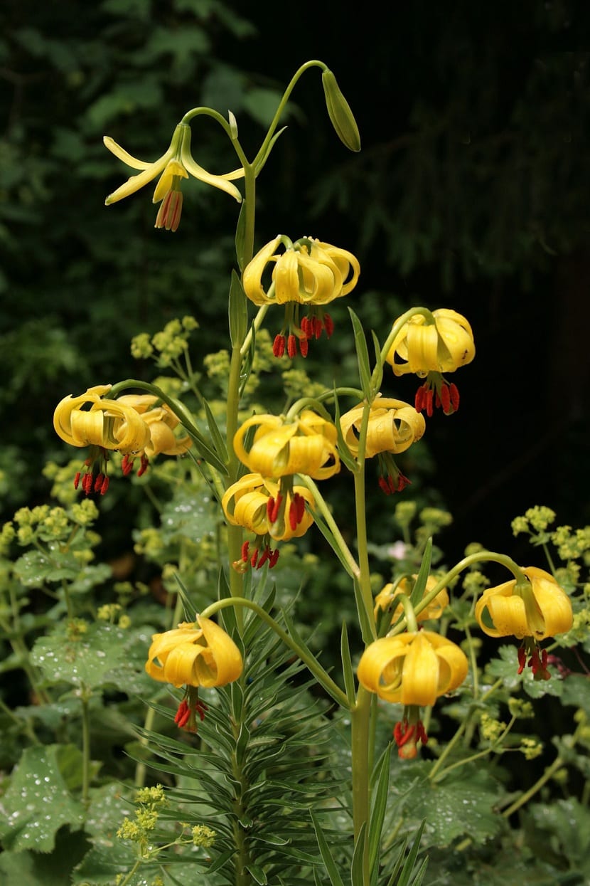 lilium pyrenaicum paderas