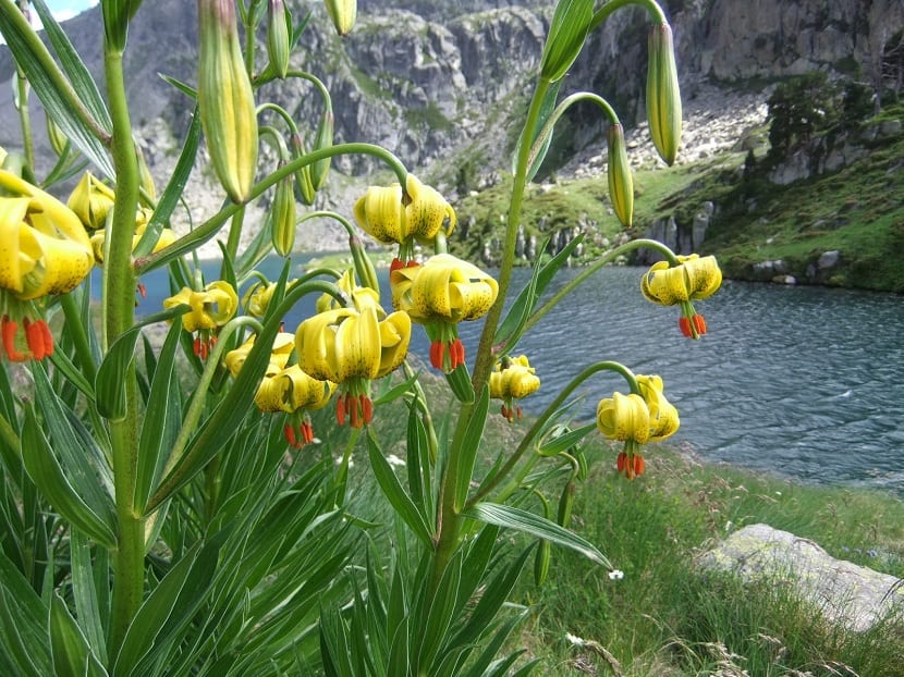 lilium pyrenaicum
