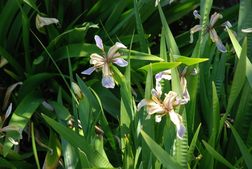 Mata de Iris foetidissima con las hojas en abanico