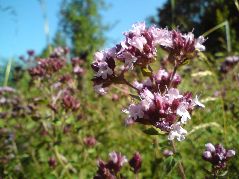 Flores de orégano