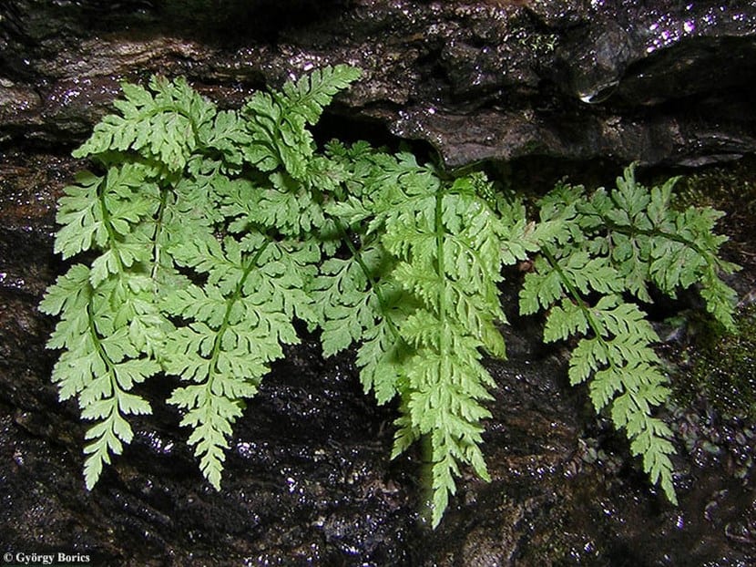 Asplenium adiantum nigrum