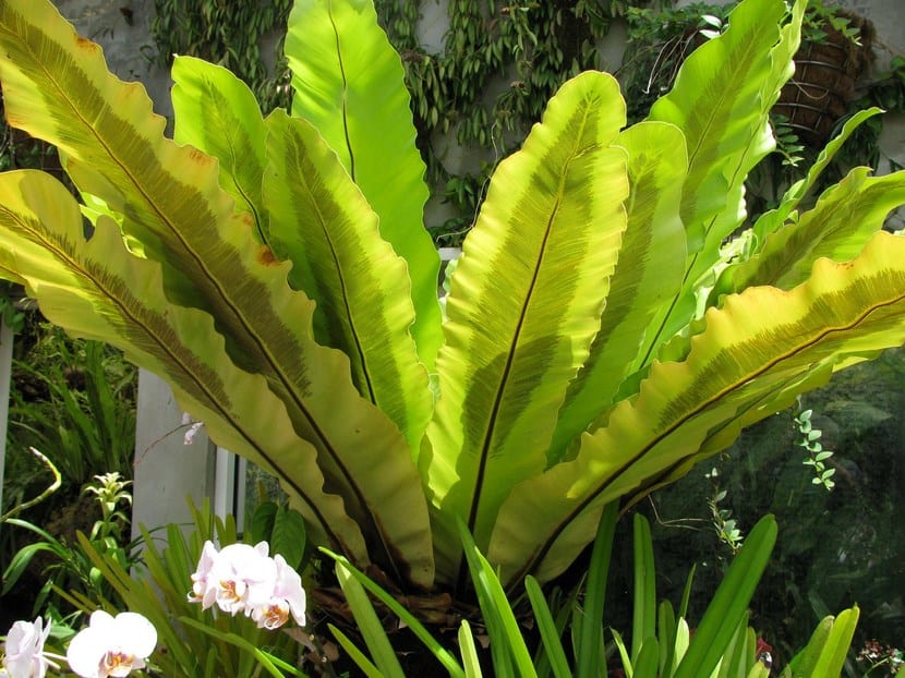 Asplenium nidus
