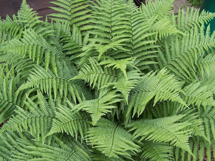 Helechos más populares: especies de interior y de jardín