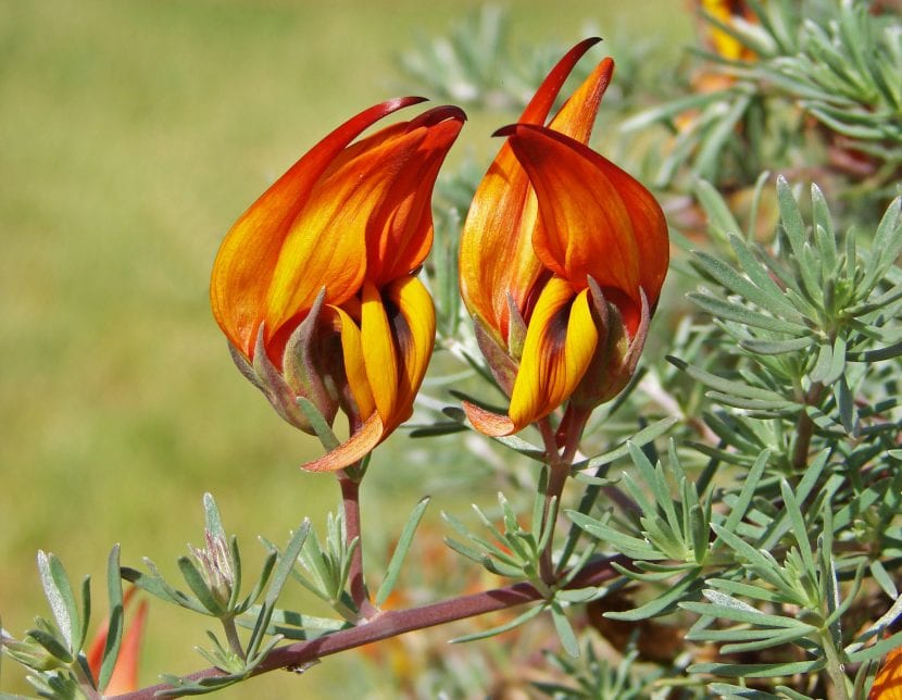 Lotus maculatus, o Pico de paloma, en plena floración