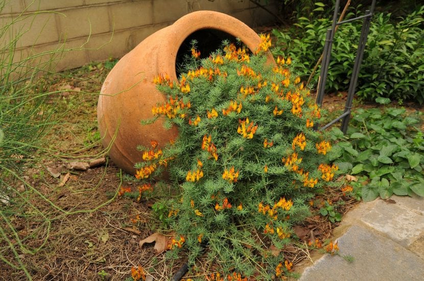 Planta tu Lotus maculatus en el jardín