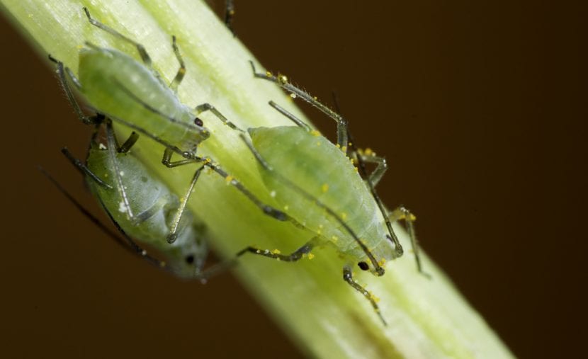 Pulgones, una plaga que puede tener el Lotus maculatus