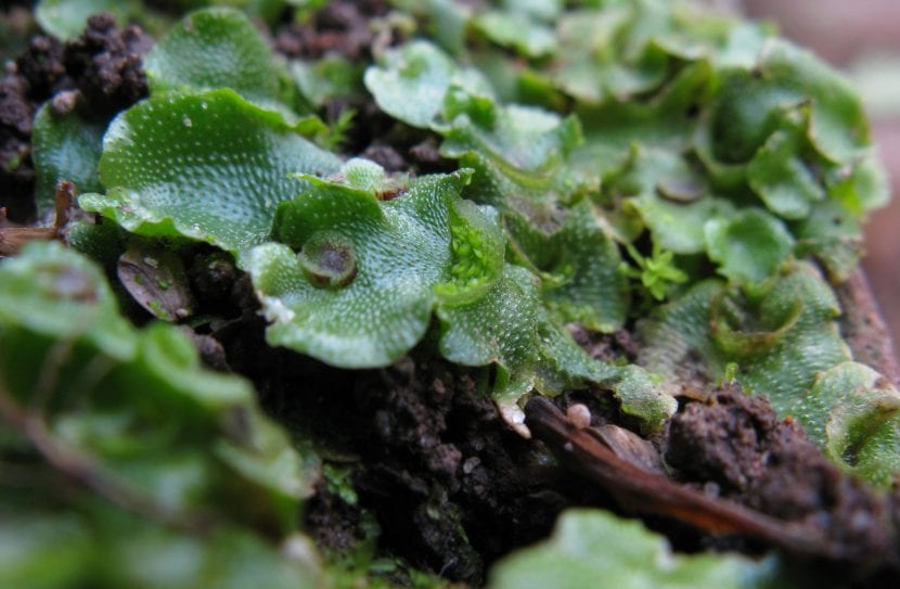 Vista de la Lunularia cruciata en hábitat