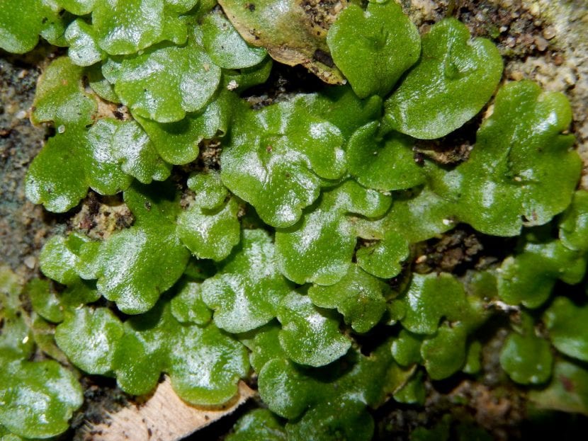 Vista de la Lunularia cruciata