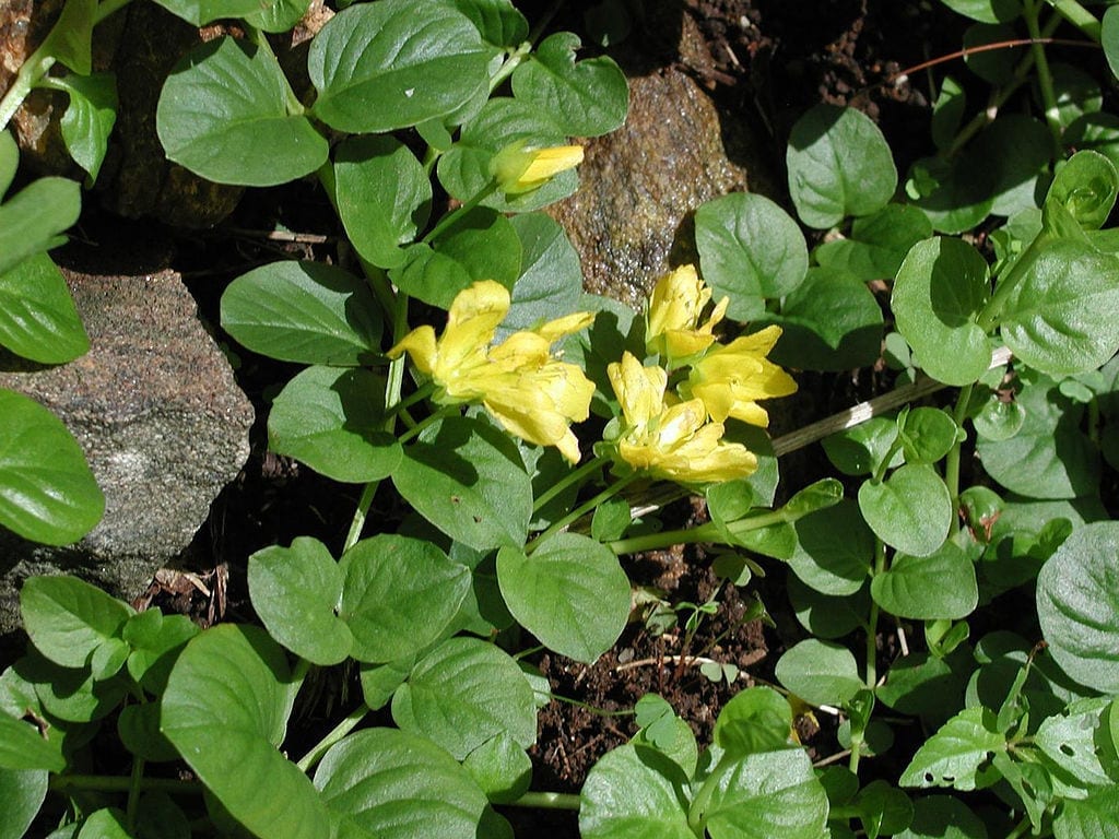 Tapiz de Lysimachia nummularia con hojas redondas