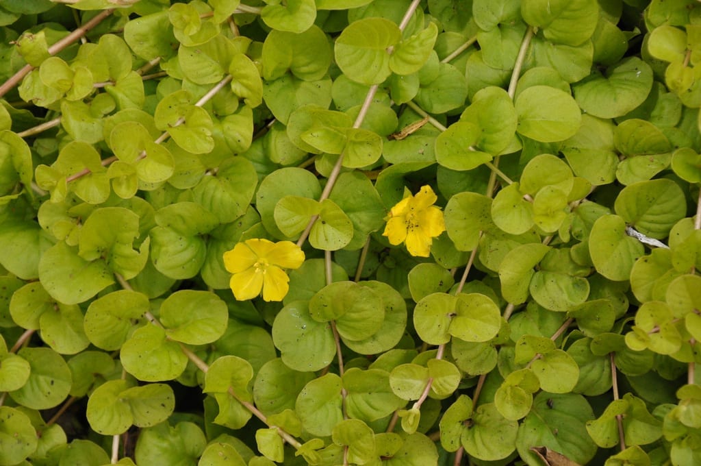 Lysimachia nummularia Aurea, la forma dorada de la hierba de la moneda
