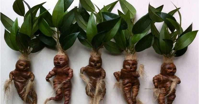 Mandragora y leyendas