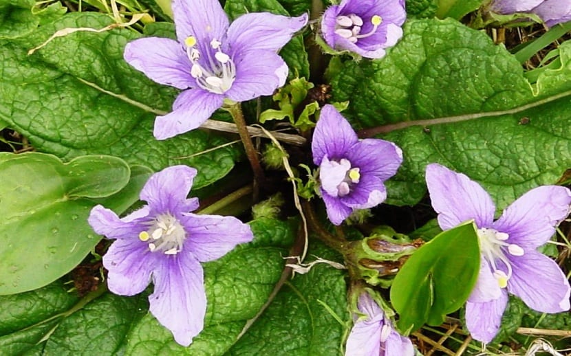 Mandragora