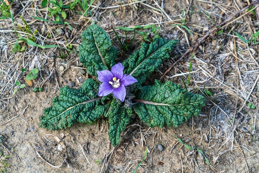 planta mandragora