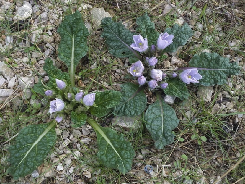mandragora efectos