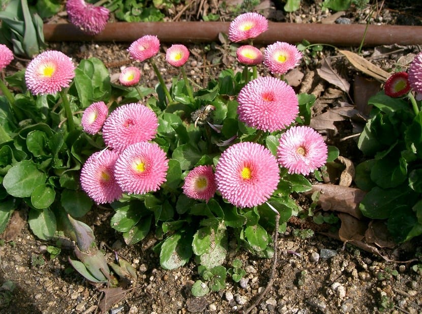 Bellis Perennis