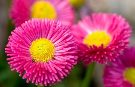 Flor de Bellis perennis vista de cerca