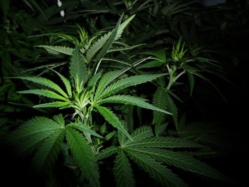 Hojas de la planta Cannabis sativa o marihuana