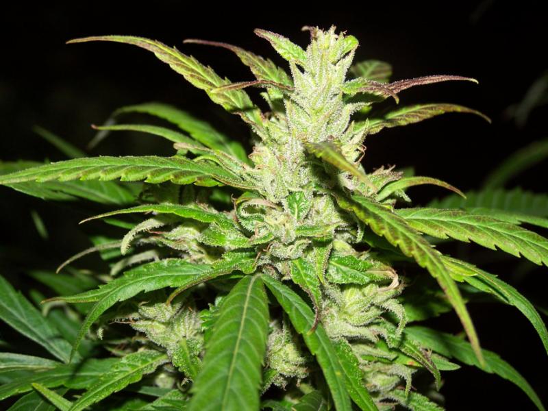 Flores de la planta Cannabis sativa