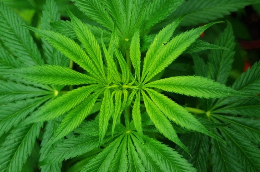 Planta de Cannabis sativa o marihuana