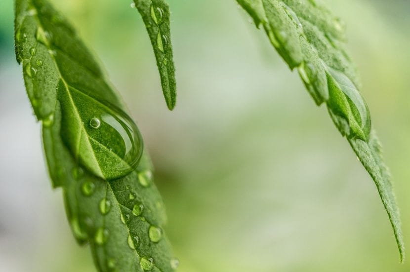 Detalle e las hojas de la planta de la Cannabis sativa