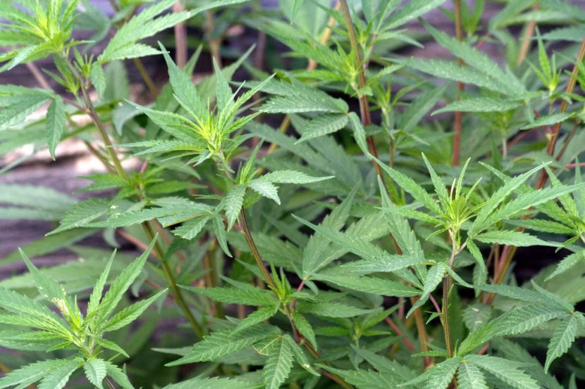 Vista de la planta de marihuana