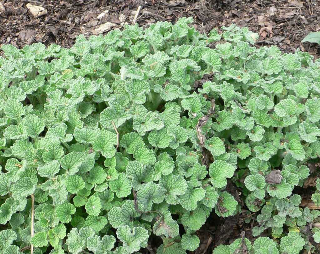 Planta de Msrrubium vulgare