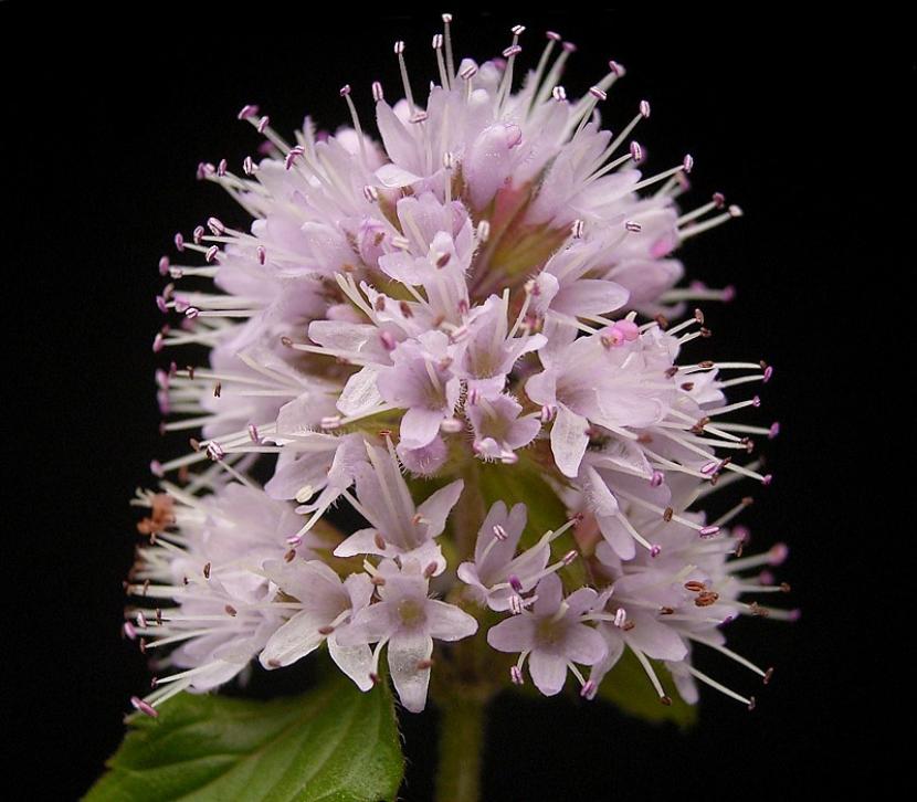 Mentha aquatica: cuidados y uso en estanques de jardín
