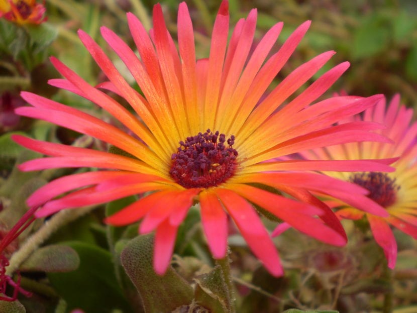 Mesembryanthemum