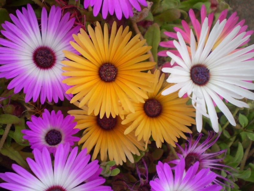 Flores del Mesembryanthemum