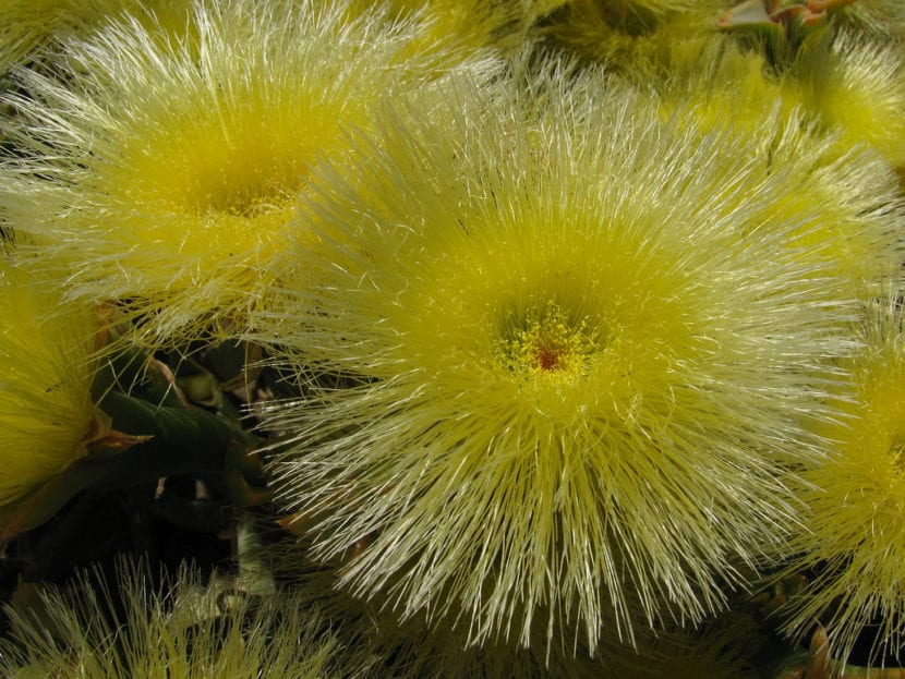 Mesembryanthemum
