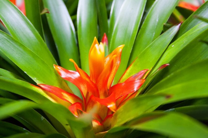 Bromelia en flor