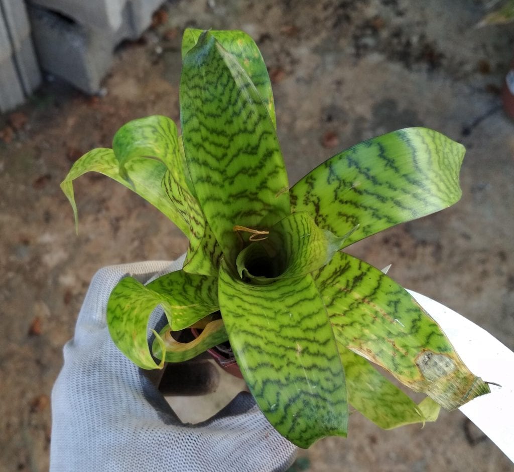 Cinco bromelias nuevas en la colección: Vriesea y Neophytum