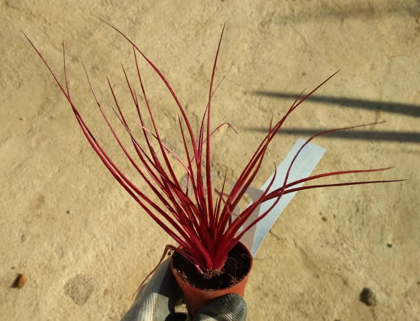 Ejemplar de Neophytum 'Burgundy Hill'