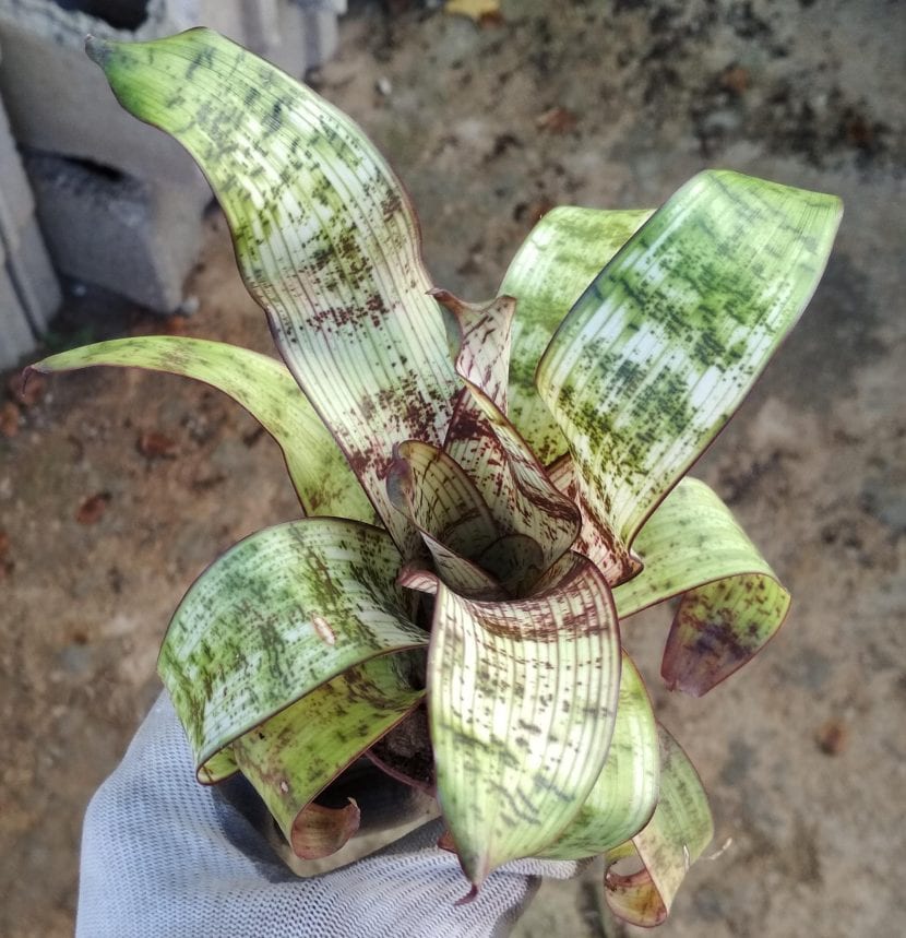 Ejemplar de Vriesea 'Red Chestnut'