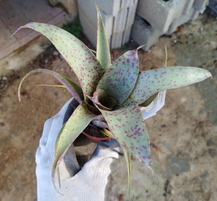 Ejemplar de Vriesea saundersii f. mini