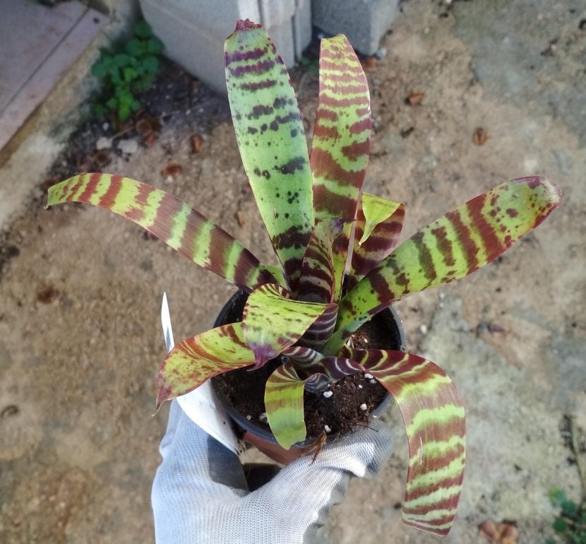 Ejemplar de Vriesea splendens