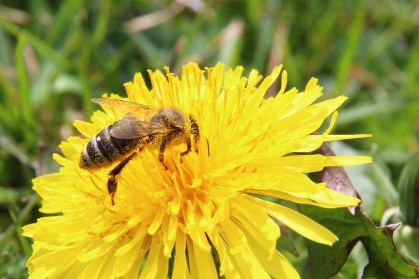 Abeja polinizando una flor