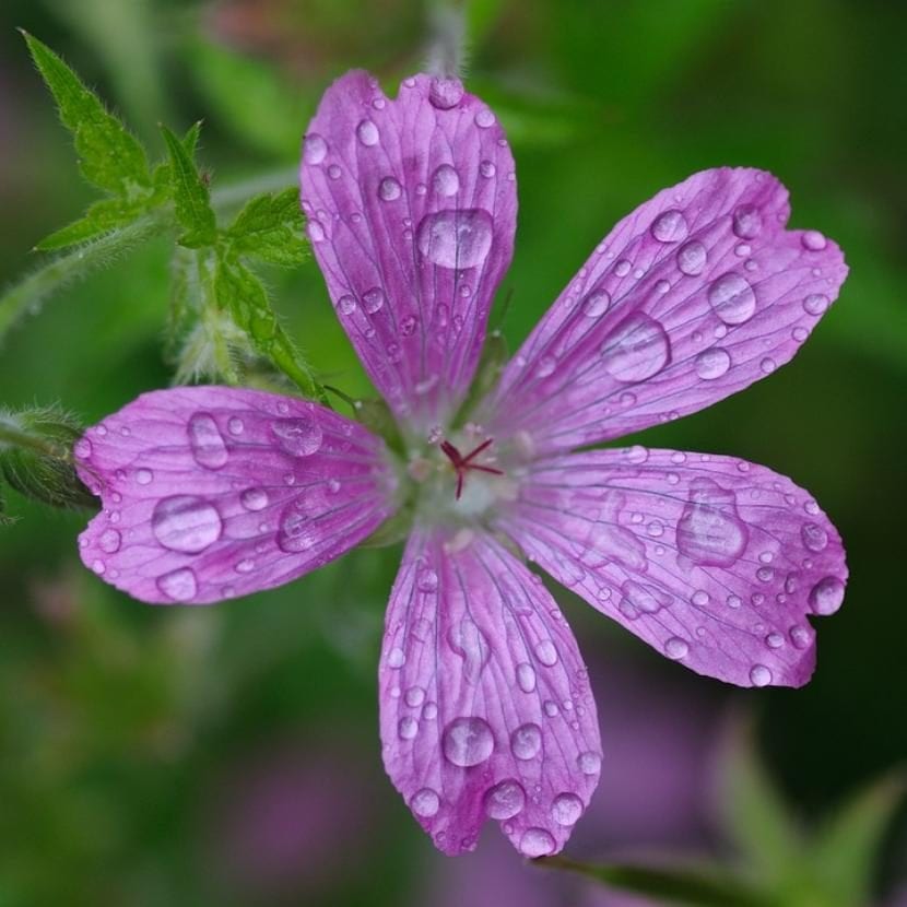 Flor con agua