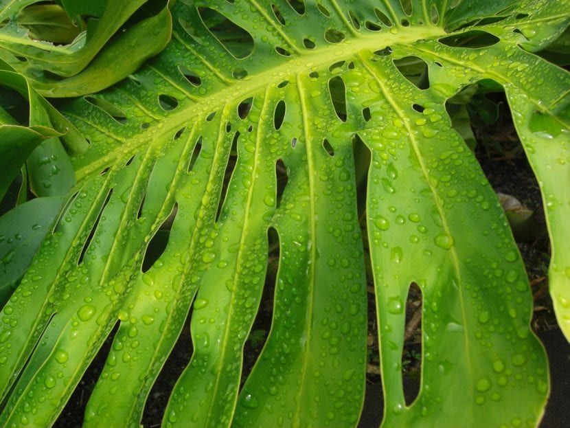 Las hojas de la Monstera son grandes
