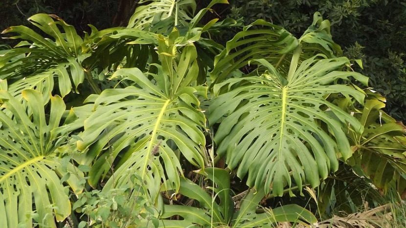 Vista de la Monstera deliciosa