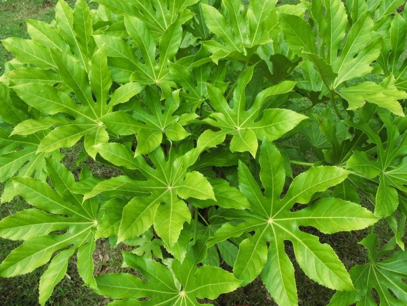 Planta de Fatsia japonica