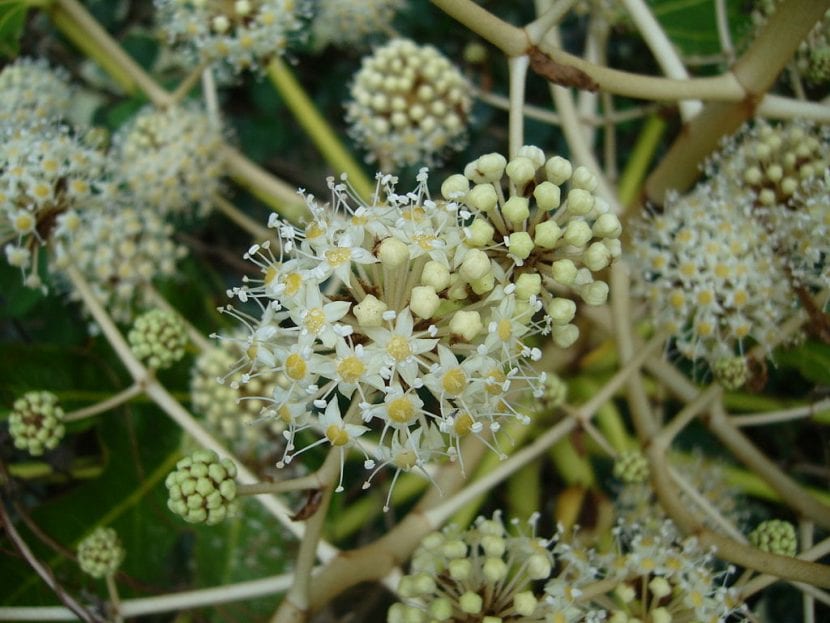 Flores de Fatsia japonica