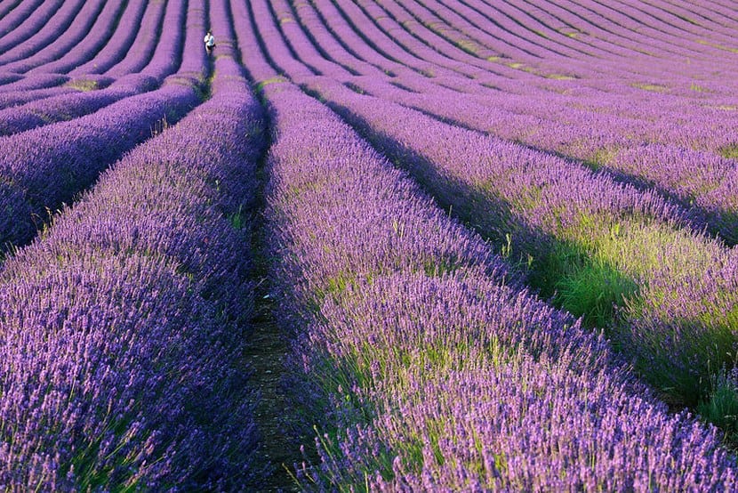 Esquejes de lavanda: cómo multiplicarla paso a paso