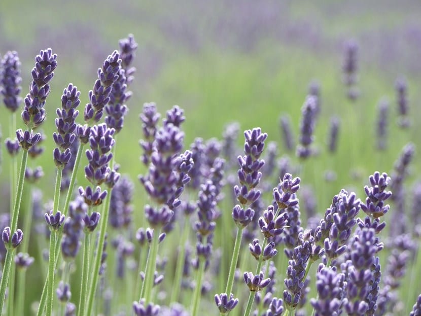 Lavanda