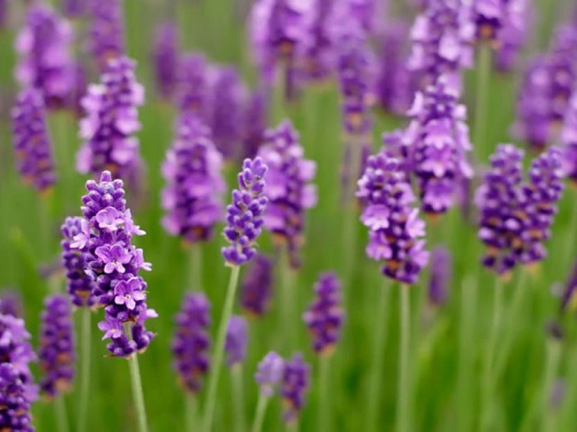 Flores de lavanda