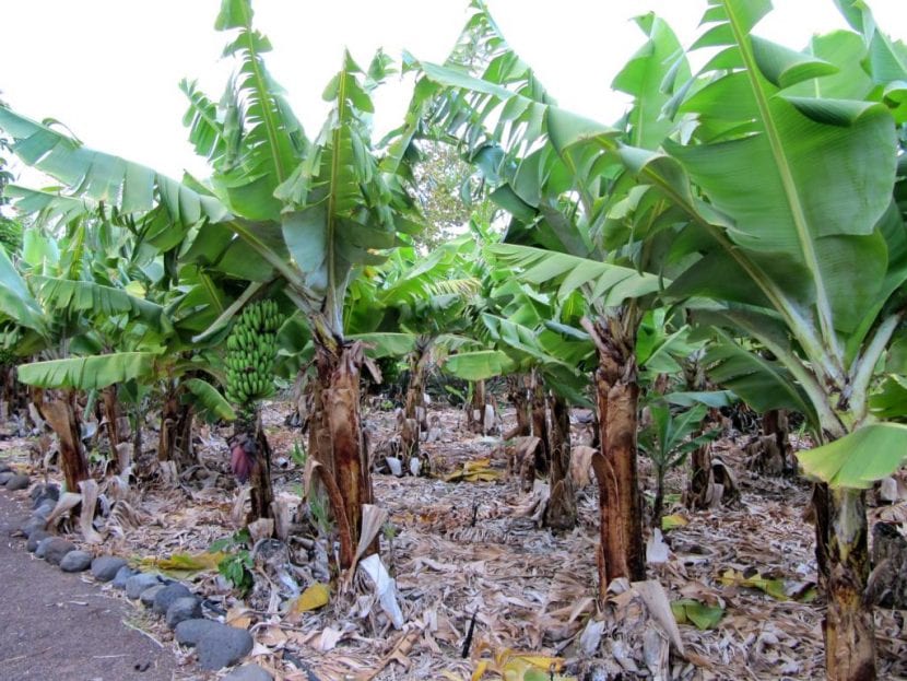 Musa acuminata