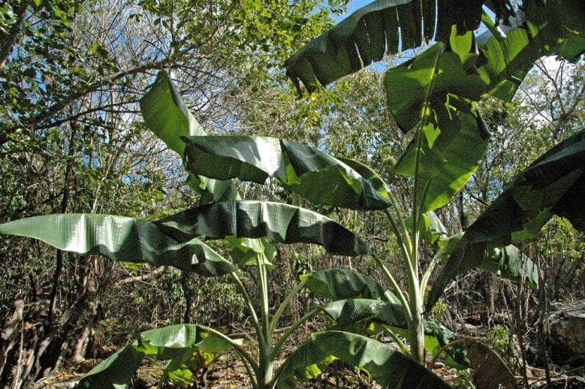 Plantas de Musa acuminata